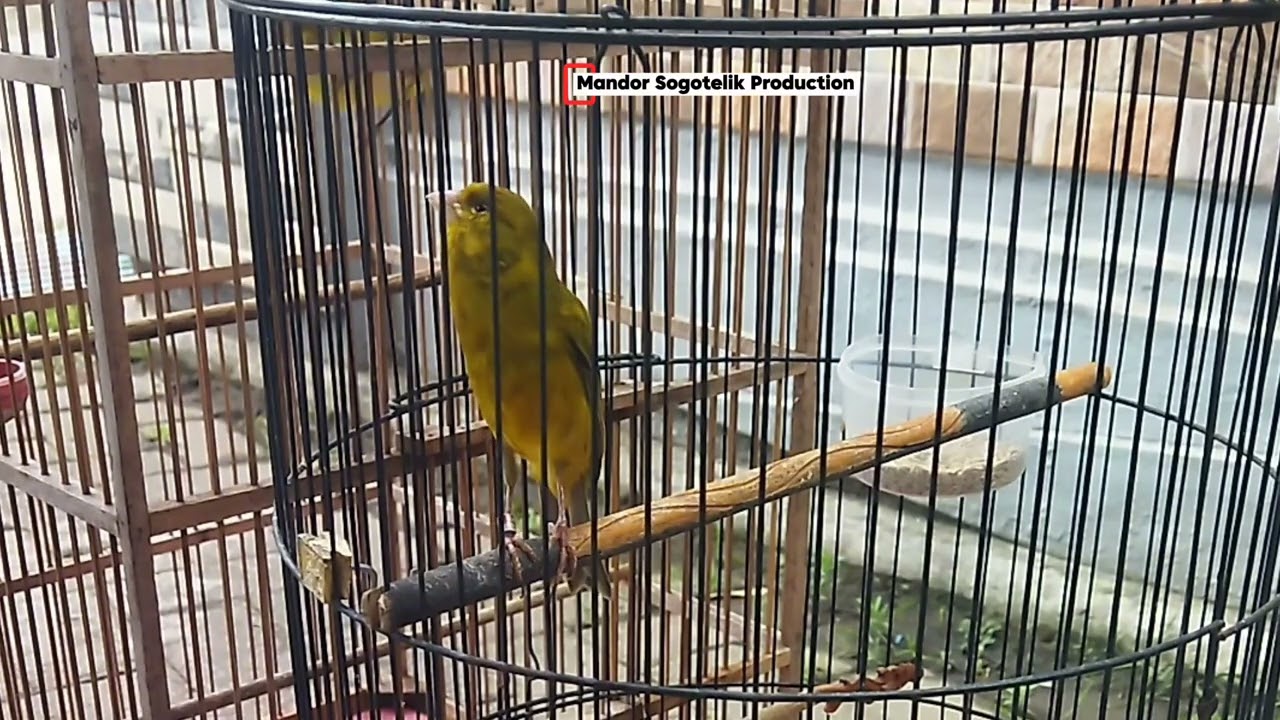Jemur Burung Kenari dan Mantenan Gunung berdampingan 
