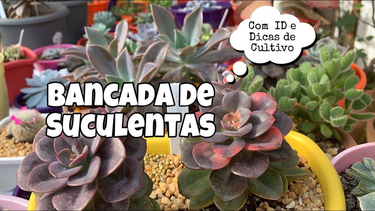 Bancada de Suculentas - Com ID e Dicas de Cultivo