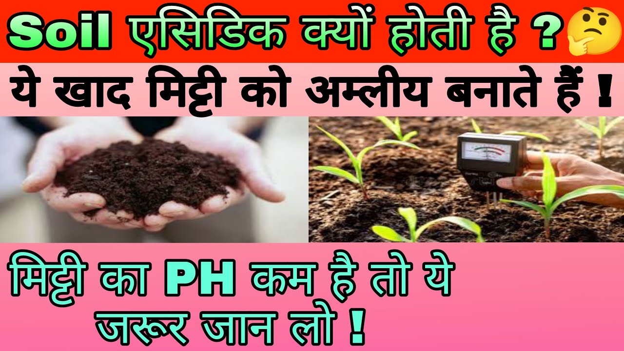 मिटटी को अम्लीय कौन से खाद करते हैं। why soil become acidic | #acidic_soil