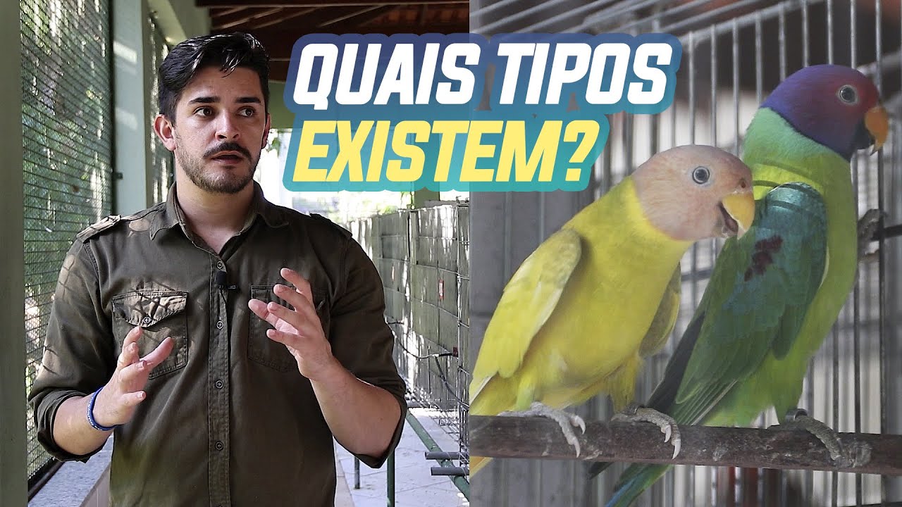 COMO É A REPRODUÇÃO DE CABEÇA DE AMEIXA