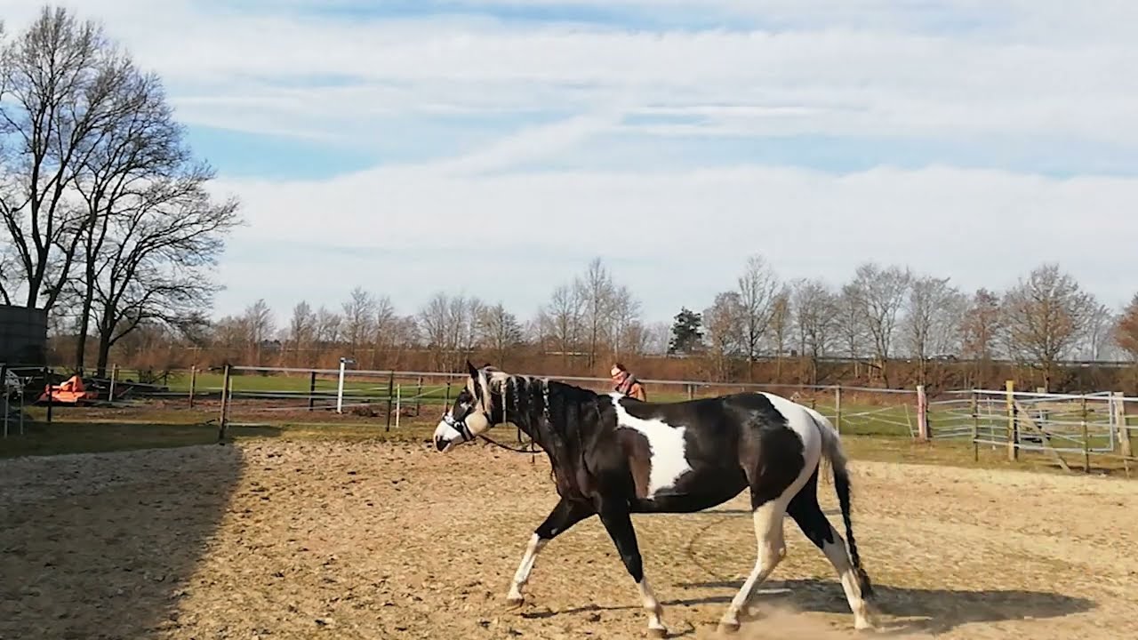 Training mit PSSM2 n/P2 Paint Horse