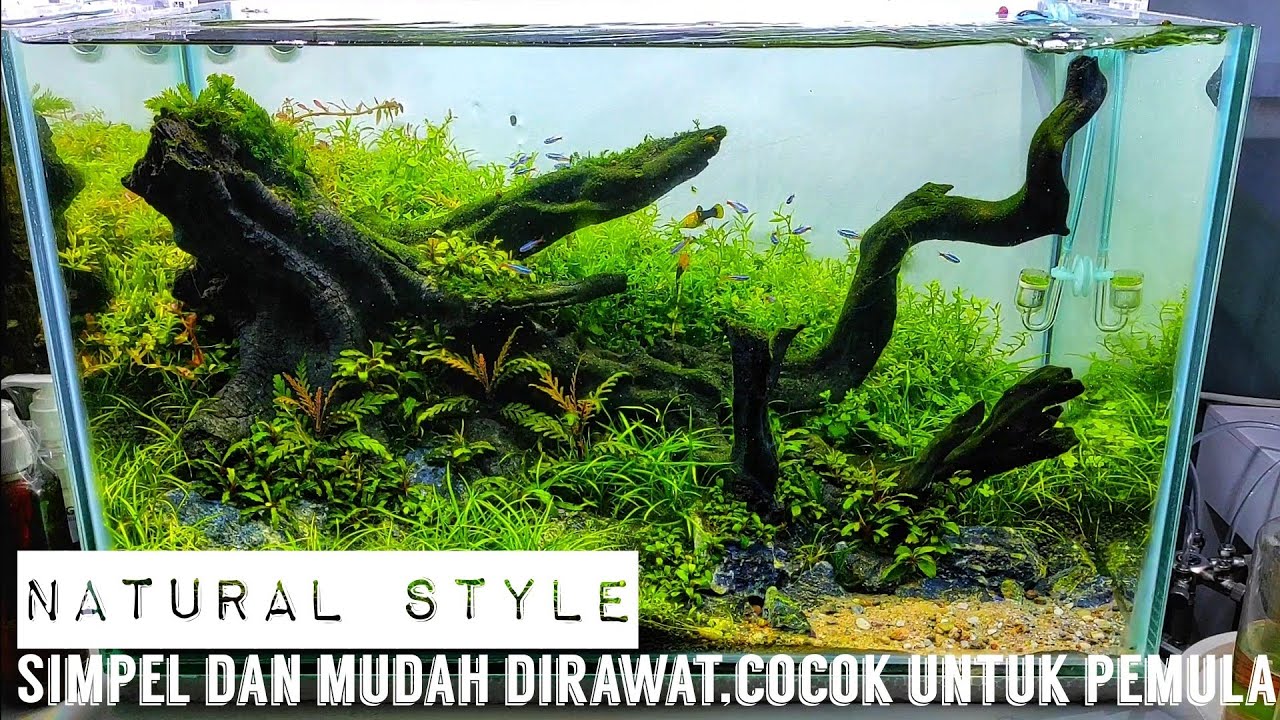 #218 Membuat Aquascape Natural style tank 60cm