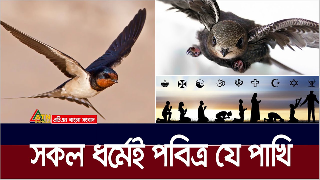 পৃথিবী ও চাঁদে বসবাস করে যে পাখি | রহস্যময় আবাবিল পাখি | Swallow Bird | Ababil Pakhi | Barn Swallow