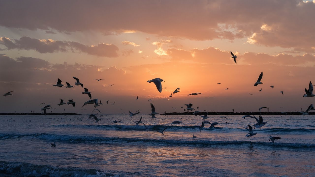 Relaxing Sounds | Ocean Waves and Seagulls - 2 Hours
