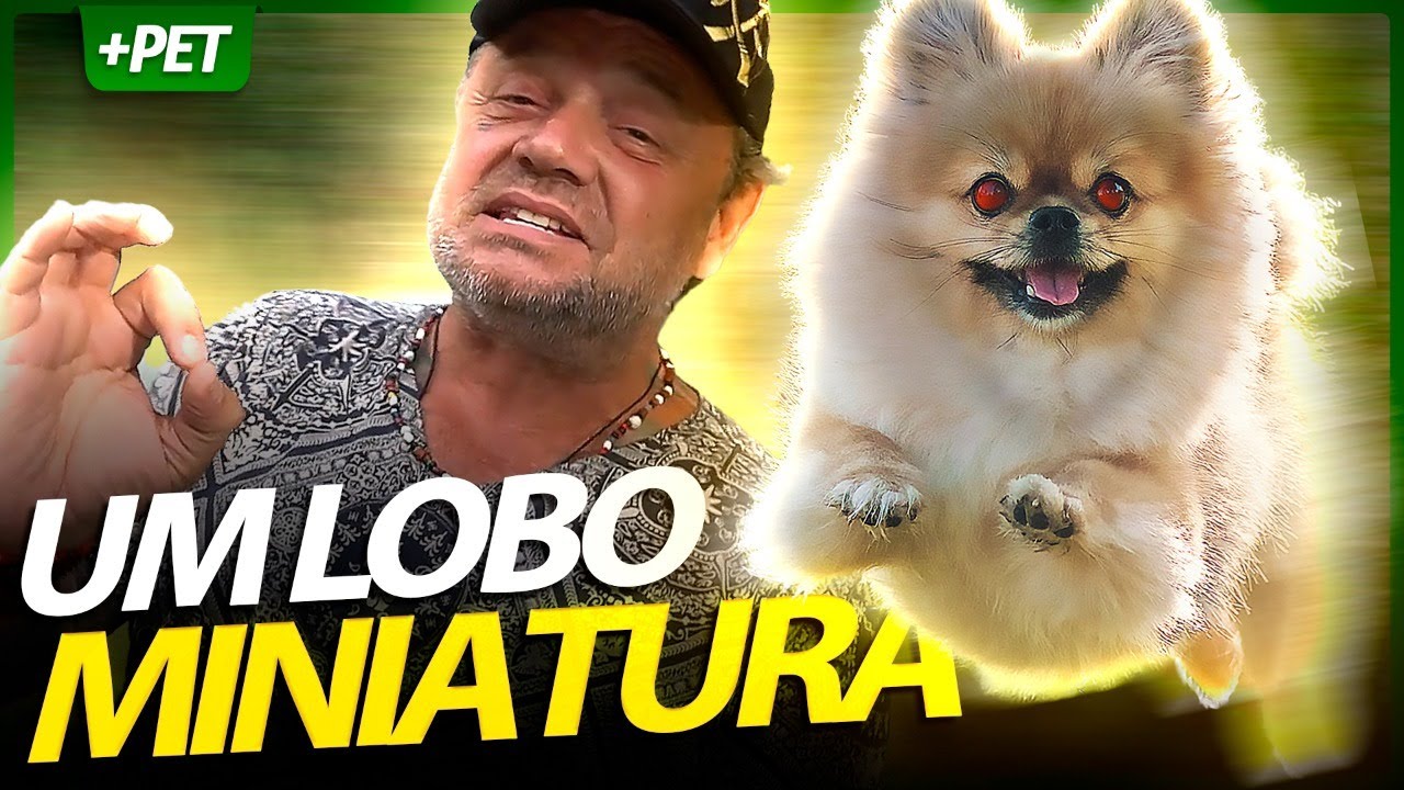 OS MINI LOBOS DA POMERÂNEA! | RICHARD RASMUSSEN