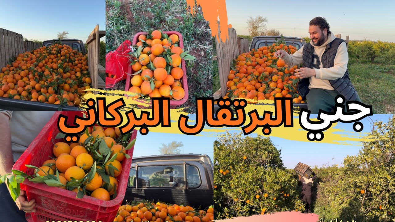 مراحل جني البرتقال البركاني🍊 قبل بيعه في الأسواق المحلية والعالمية👌ضيعة البرتقال في إقليم بركان 🇲🇦