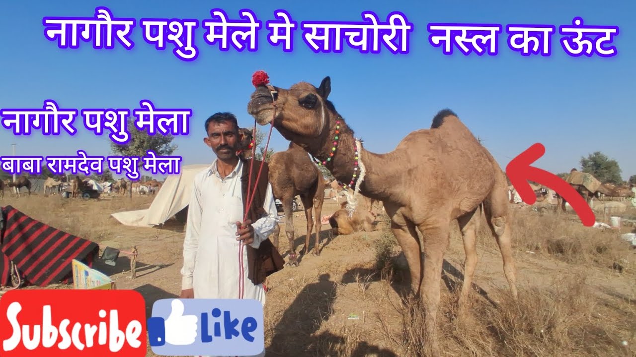 नागौर पशु मेले का नजारा