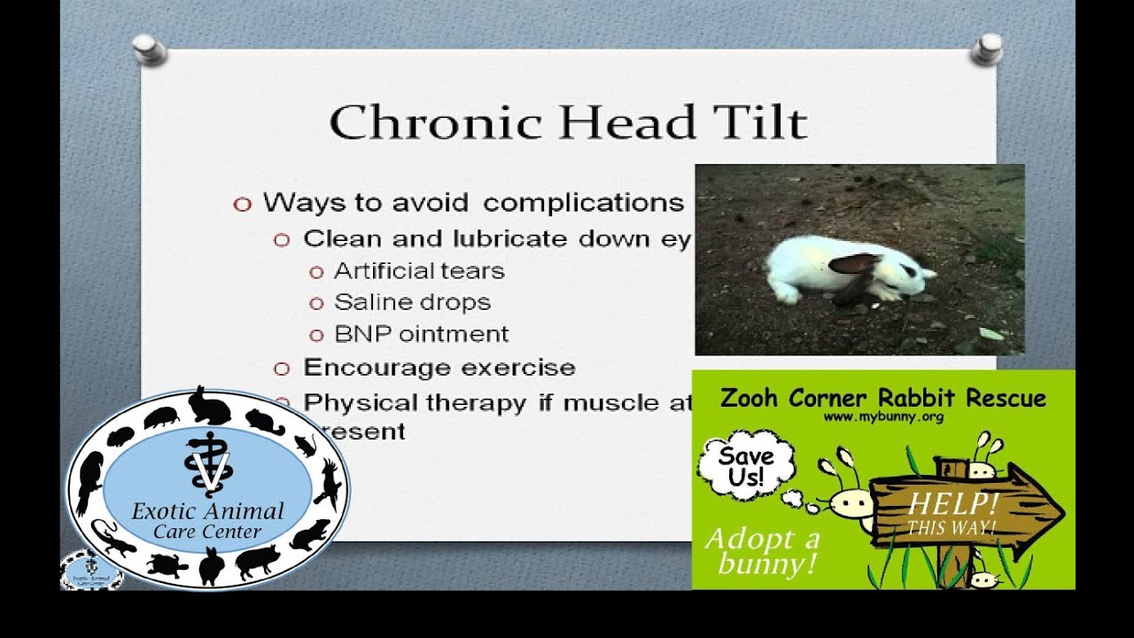 Elderly & Disabled Rabbits - Chronic Head Tilt
