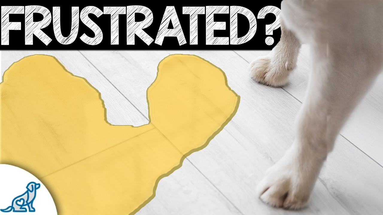 YOU Need A Puppy Potty Training Plan?