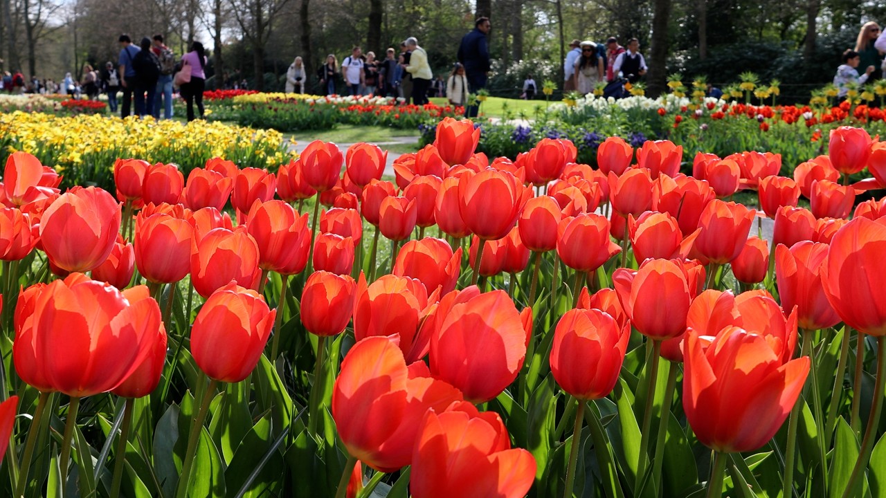 Spring has come - Beautiful Tulips in Keukenhof garden - 4K