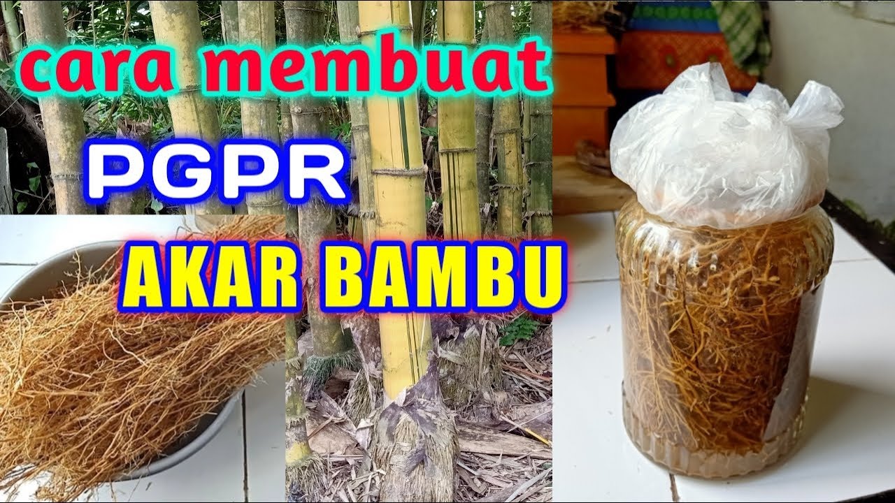 CARA MEMBUAT PGPR AKAR BAMBU