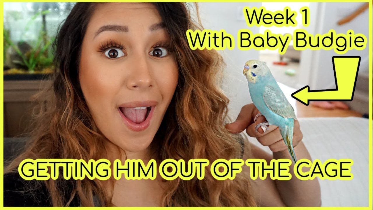 Week 1 With a Baby Budgie| Getting him out of the cage