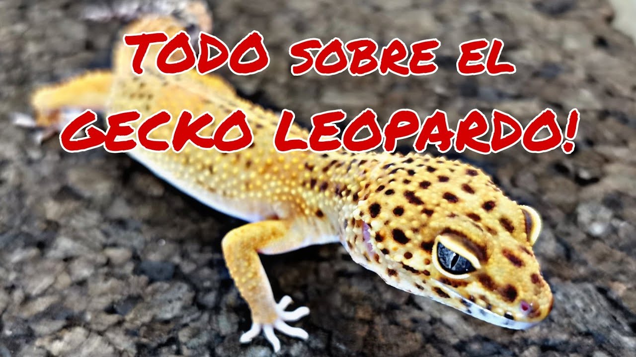 GUIA de INICIACIÓN PARA el GECKO LEOPARDO! FACIL y SENCILLO!!!