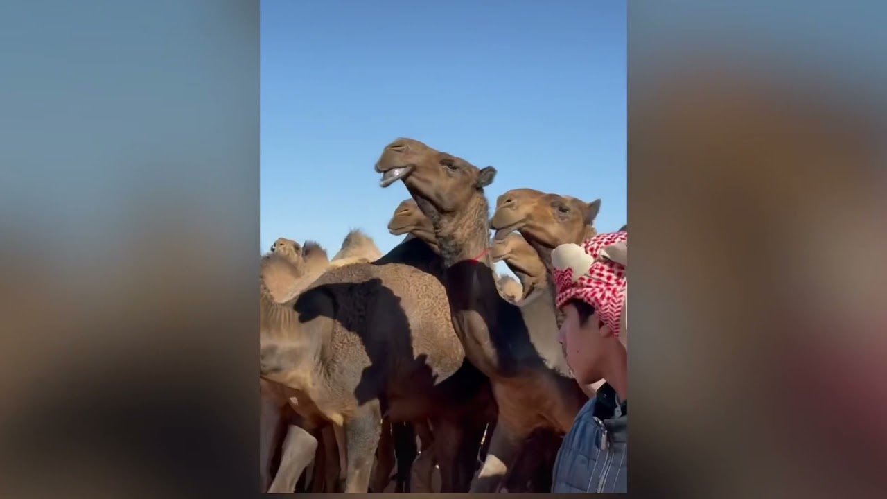 تصريح مالك الابل بدر بن عبدالله الضبعاني الحربي ومسيرته ، المشارك في شوط بيرق المؤسس لون الصفر