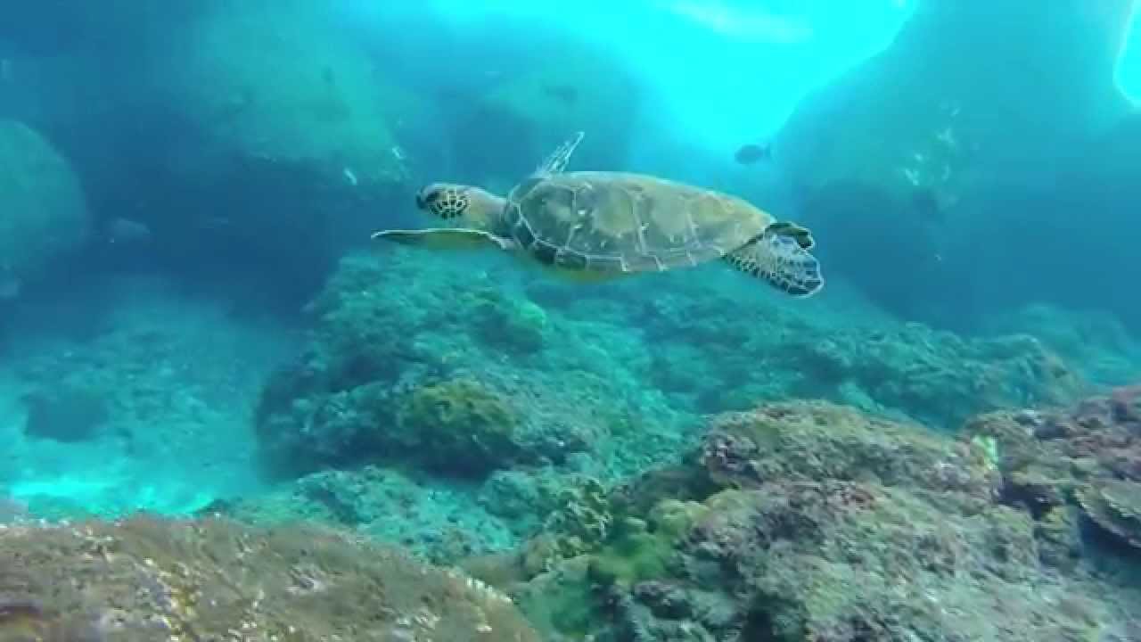 10月の八丈島で素潜り！Recreational Freediving in Japan