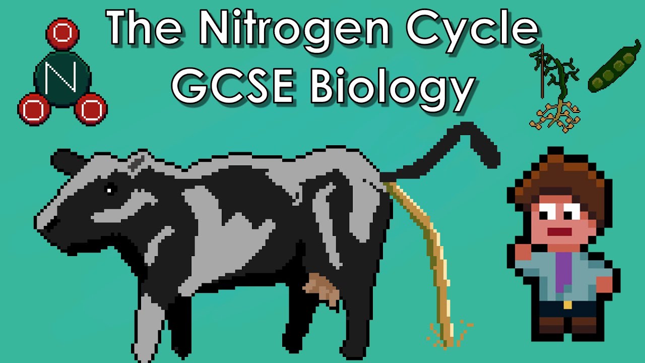 The Nitrogen Cycle - WJEC Biology - (GCSE REVISION)
