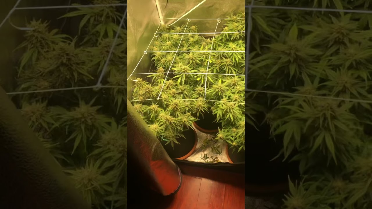 Super orange haze, creme del la chem crossed with skywalker og and kosher cake