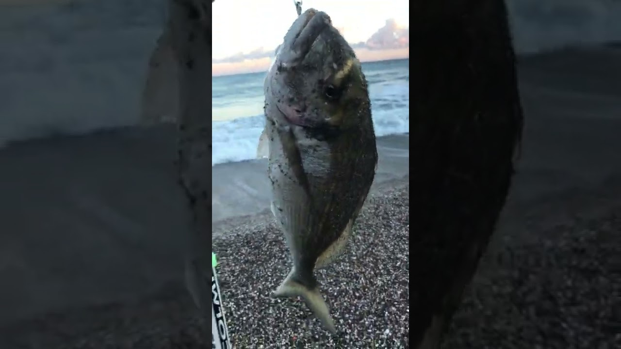 Gilt-head bream Fish #shorts