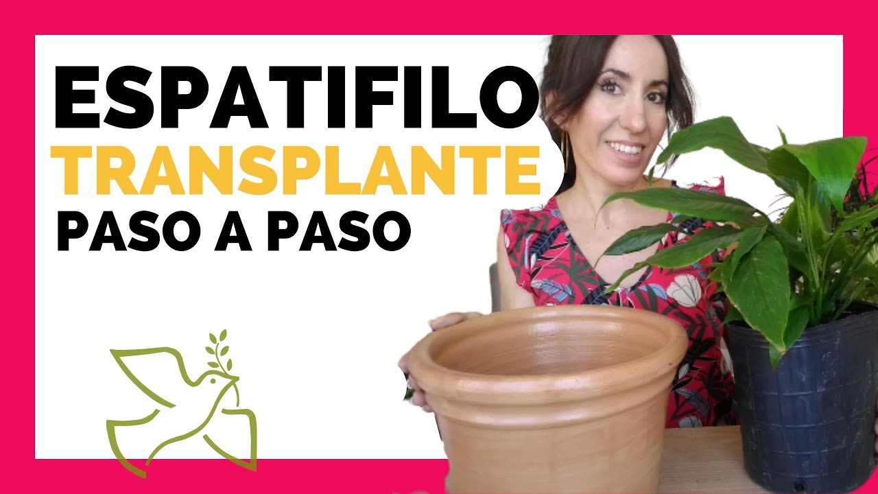 🔴 CUNA DE MOISÉS PLANTA CUIDADOS en el TRANSPLANTE + TIPS!!