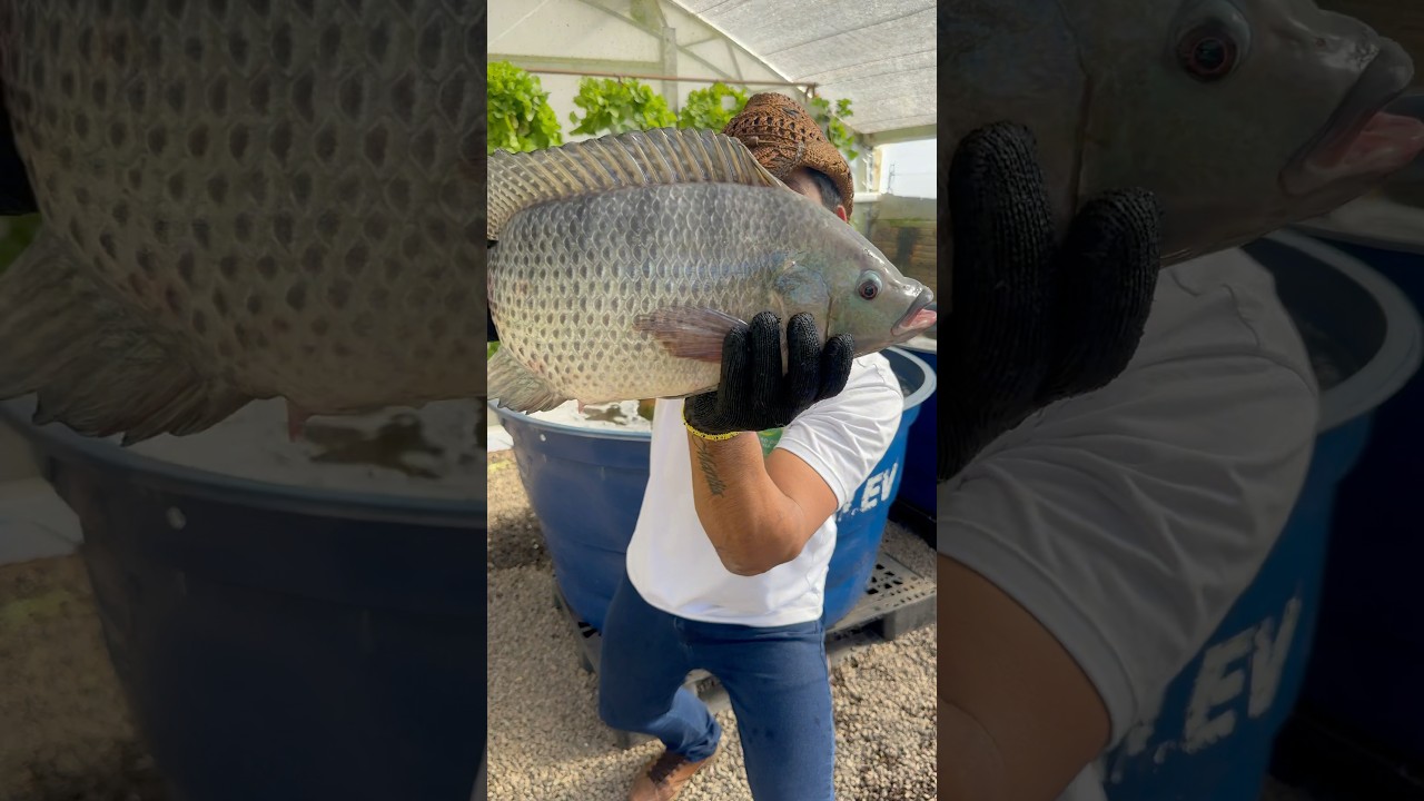 TIL&Aacute;PIA GIFT muito Grande!