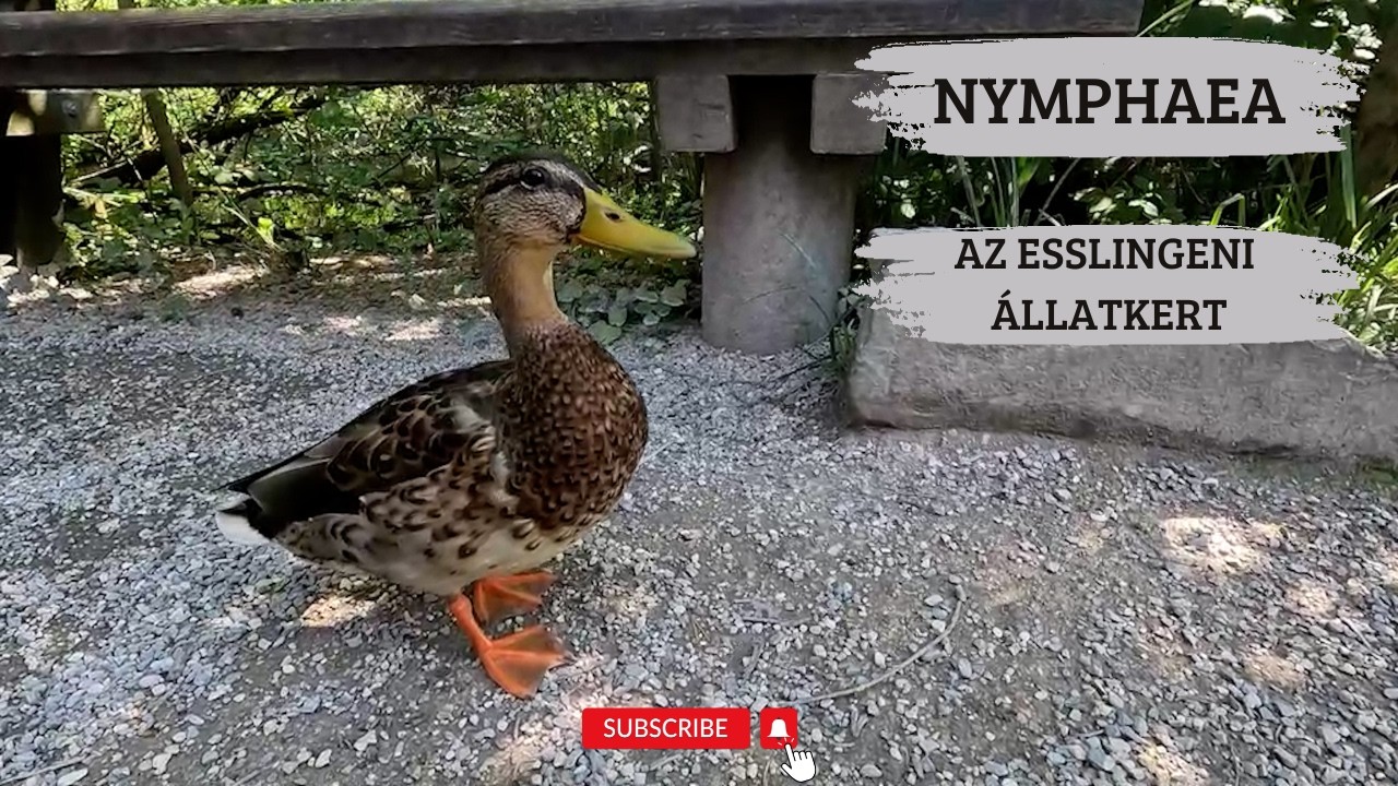 NYMPHAEA, az esslingeni állatkert