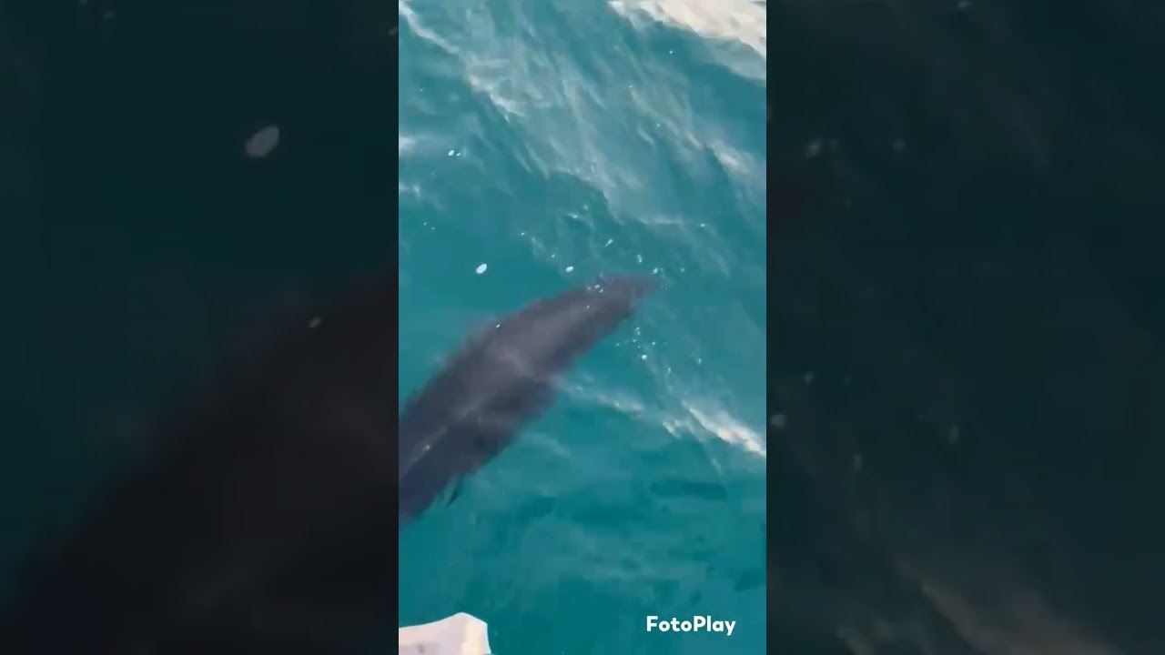 SABATO 15 NOVEMBRE 2025,PORTO SAN GIORGIO ED IL DELFINO AMMAESTRATO. GRAZIE LUCA