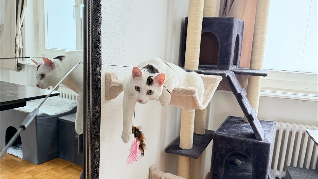 🔴 LIVE NOW: The Internet’s Favorite Cats Are Back