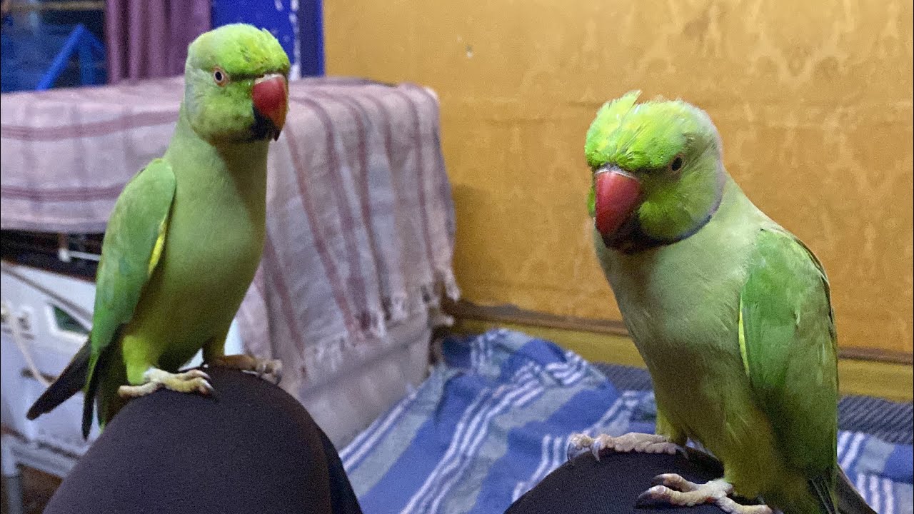 Two talking angry young Parrot eating seed’s