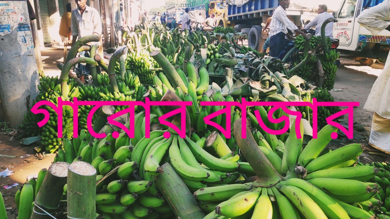 দালাল বিহীন কলার বাজারে কৃষক কি বলে শুনে নিন গারোর বাজার ঘাটাইল টাঙ্গাইল বিস্তারিত জেনে নিন