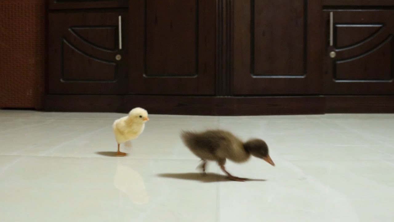 Duckling and Baby Chick Running Around House Looking for Food