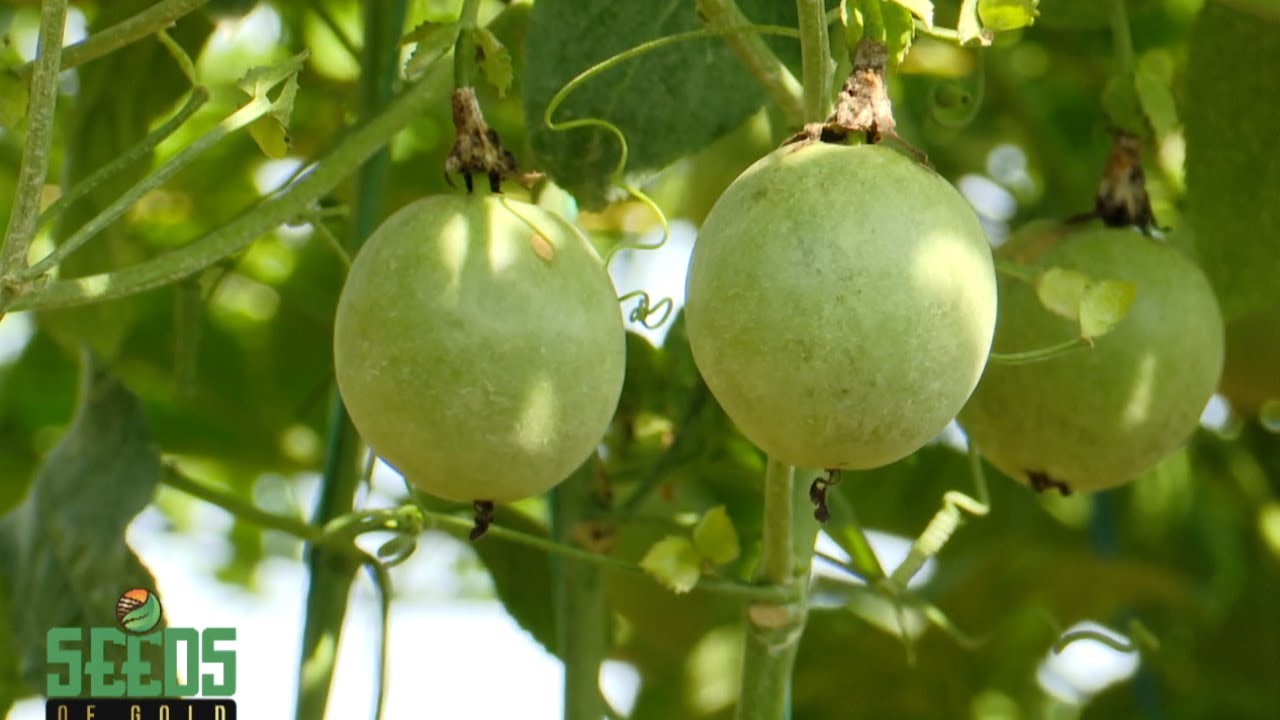 How to earn big from large scale passion fruit growing | SeedsOfGold