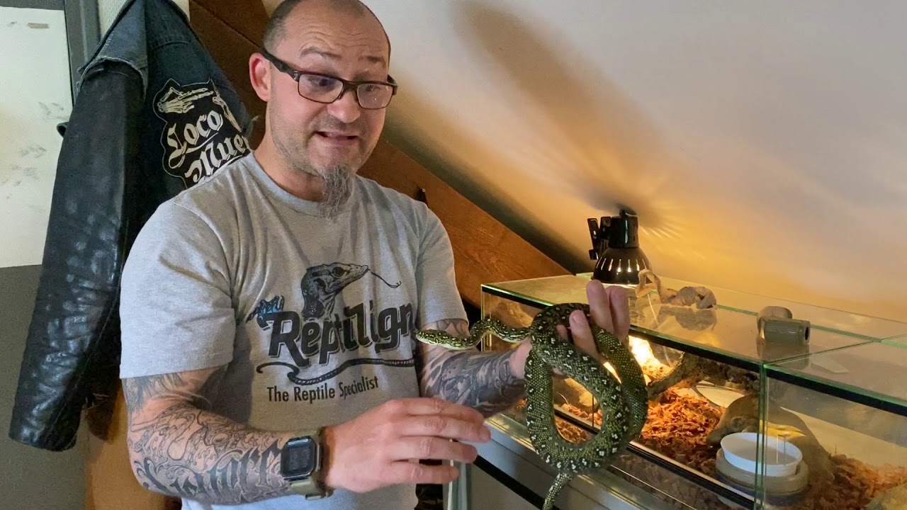 Comment équiper un terrarium pour un python diamant (Morelia spilota spilota), simple et efficace