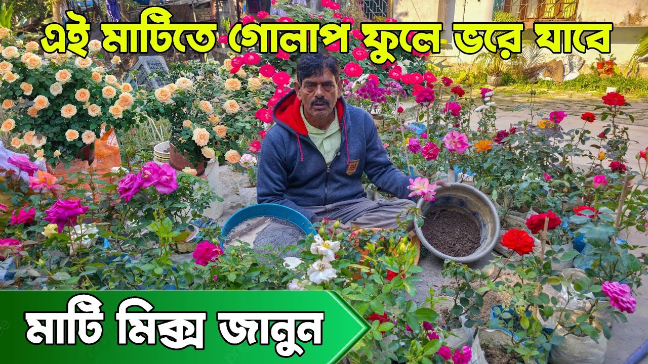 মাটির মিডিয়ায় গোলাপ সফল করতে যা যা দরকার | Beginner Guide