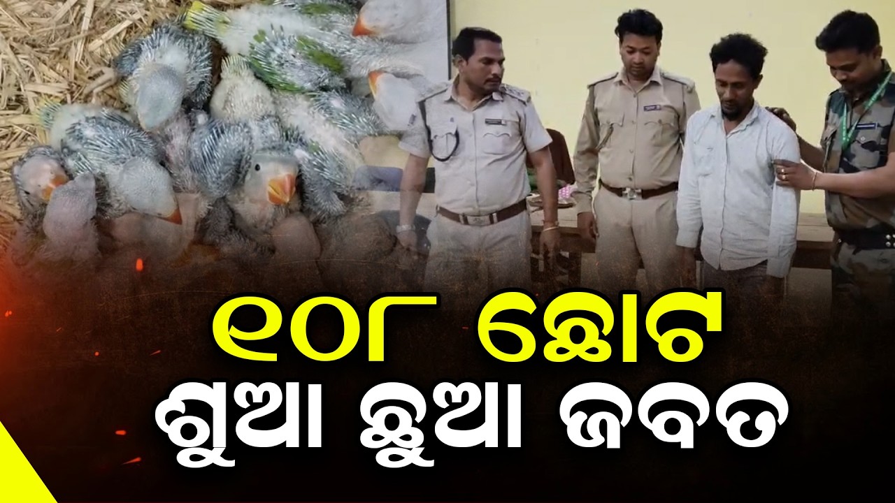ଶୁଆ ତସ୍କରକୁ ଗିରଫ କରି ୧୦୮ ଶୁଆ ଜବତ କଲା ବନ ବିଭାଗ | @NirapekshyaNews