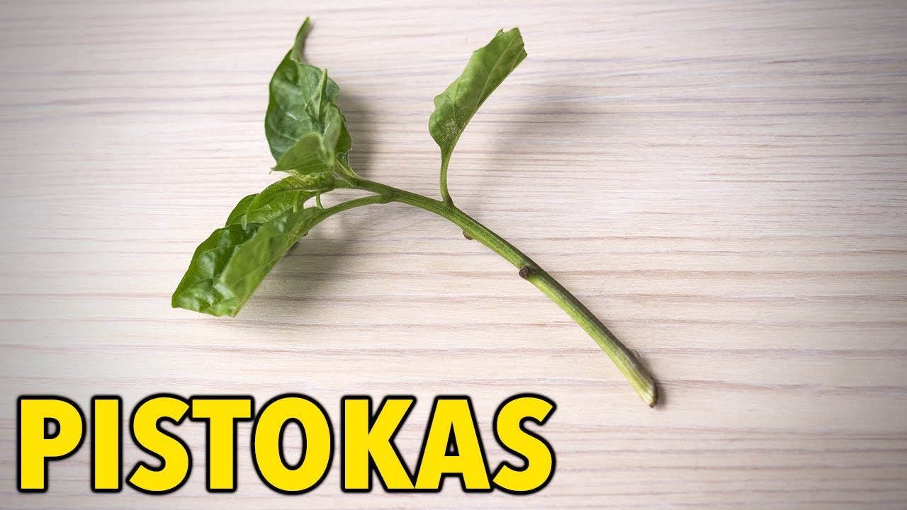 Pistokkaan ottaminen & juurrutus (kopioi kasvit)