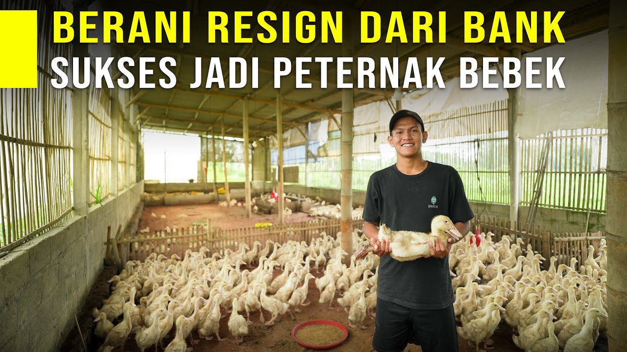 PELUANG USAHA TERNAK BEBEK PEDAGING, PANEN LEBIH CEPAT DAN PEMASARAN MUDAH