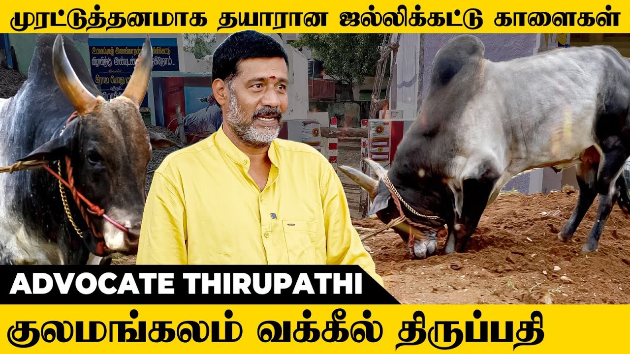 புழுதியை பறக்கவிட்டு சீறிய குலமங்கலம் வக்கீல் திருப்பதியின் காளைகள்🐂| Jallikattu 2025 | ஜல்லிக்கட்டு