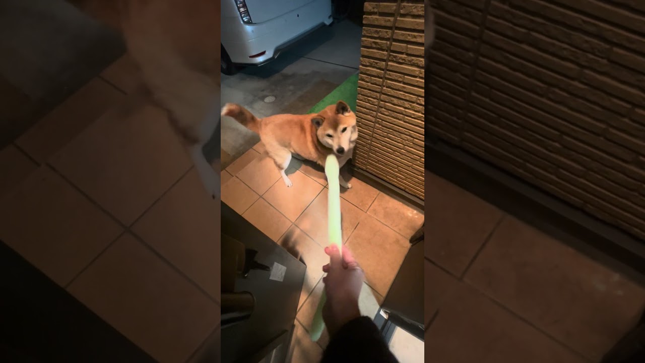 【柴犬】りくちゃんとニョロニョロ😊