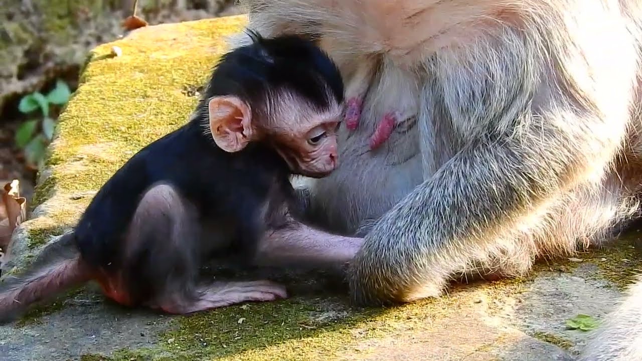 Why little monkey look so sad like this?