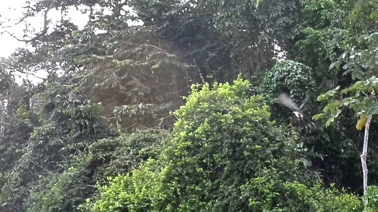 wild harpy eagle eating monkey