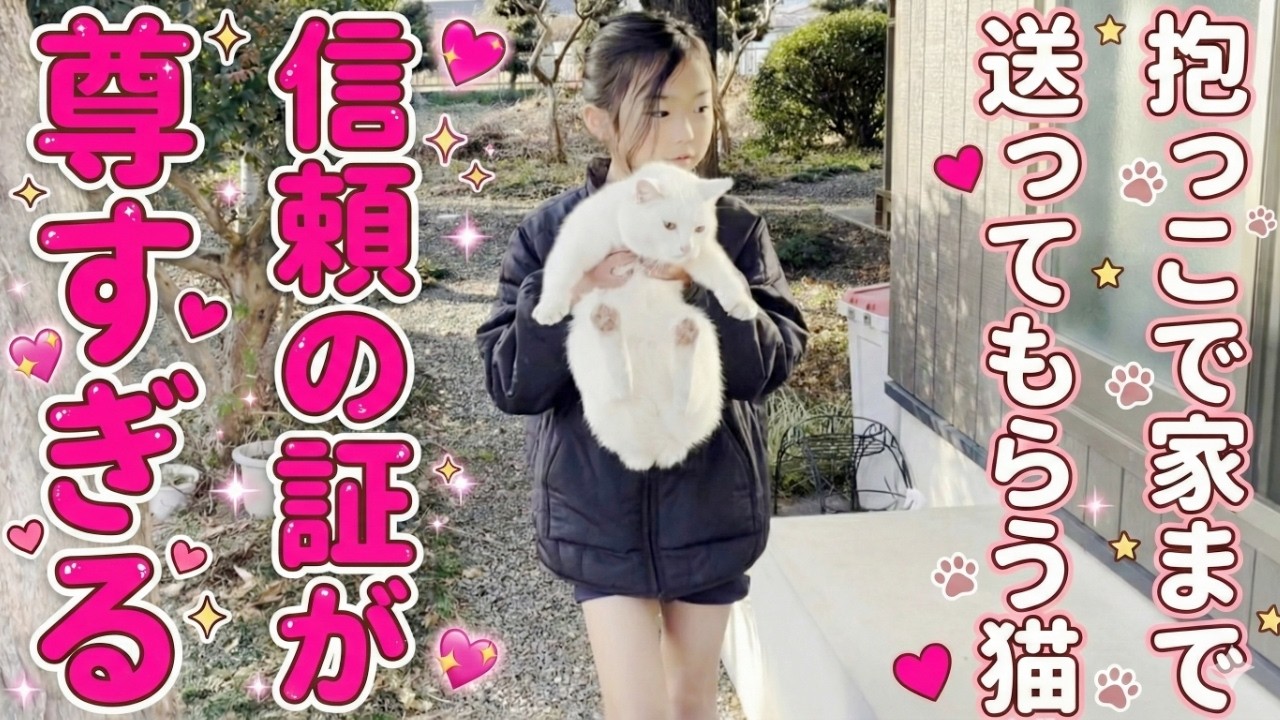 娘に抱っこされて帰宅する庭子猫が可愛いすぎた件…笑【三毛母猫の子猫】