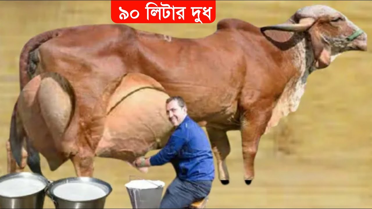 ভারতের সবচেয়ে বেশি দুধের গির গরুর জাত | গির গাভীর ফার্মিং highly milking cow India