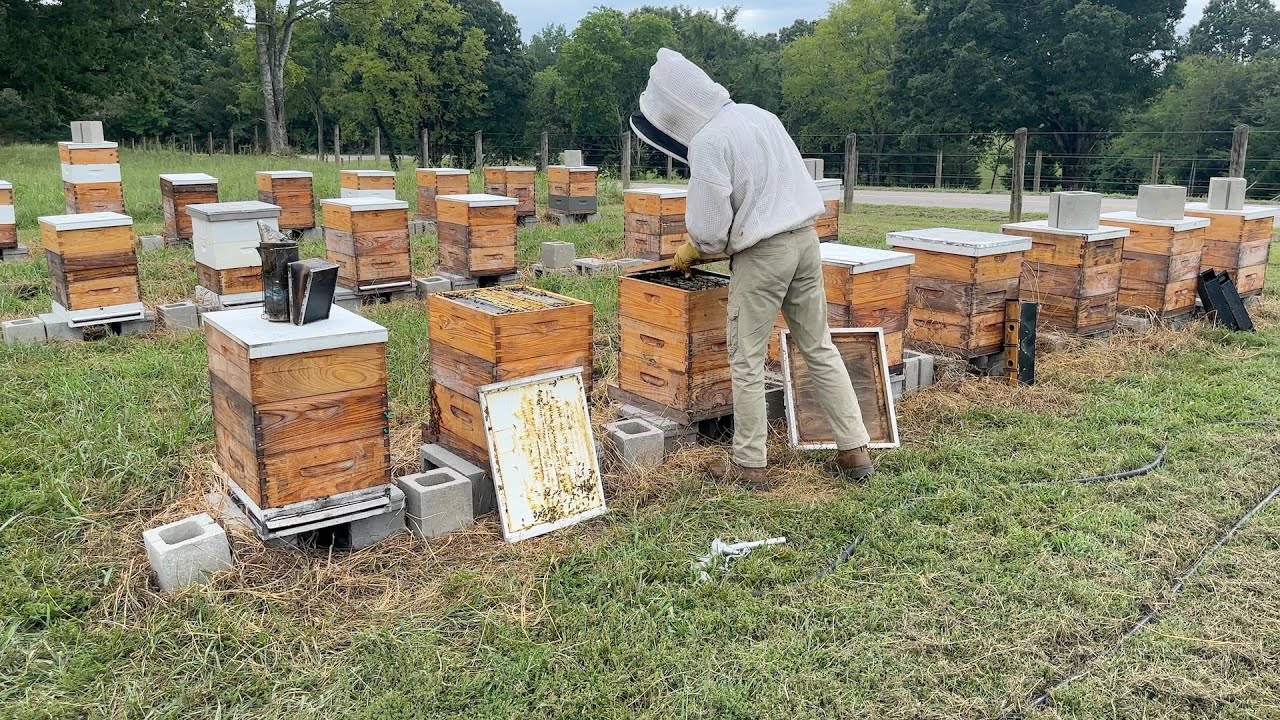 Cycling Through The Pull - Building a Bee Business #95