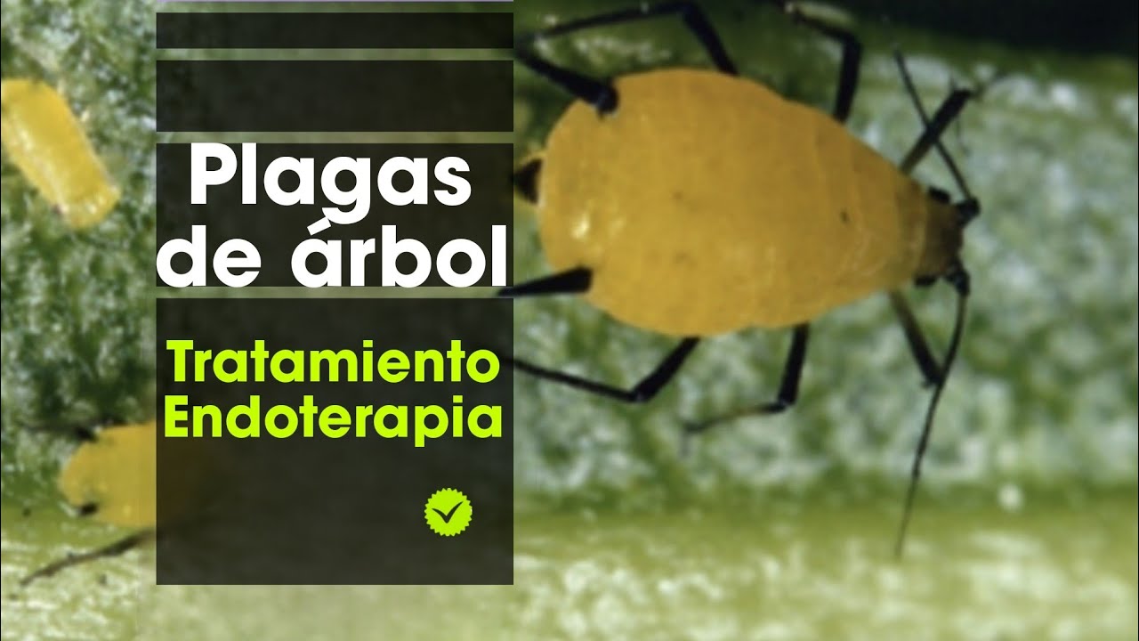 PLAGAS DE ÁRBOL | TRATAMIENTOS CON ENDOTERAPIA