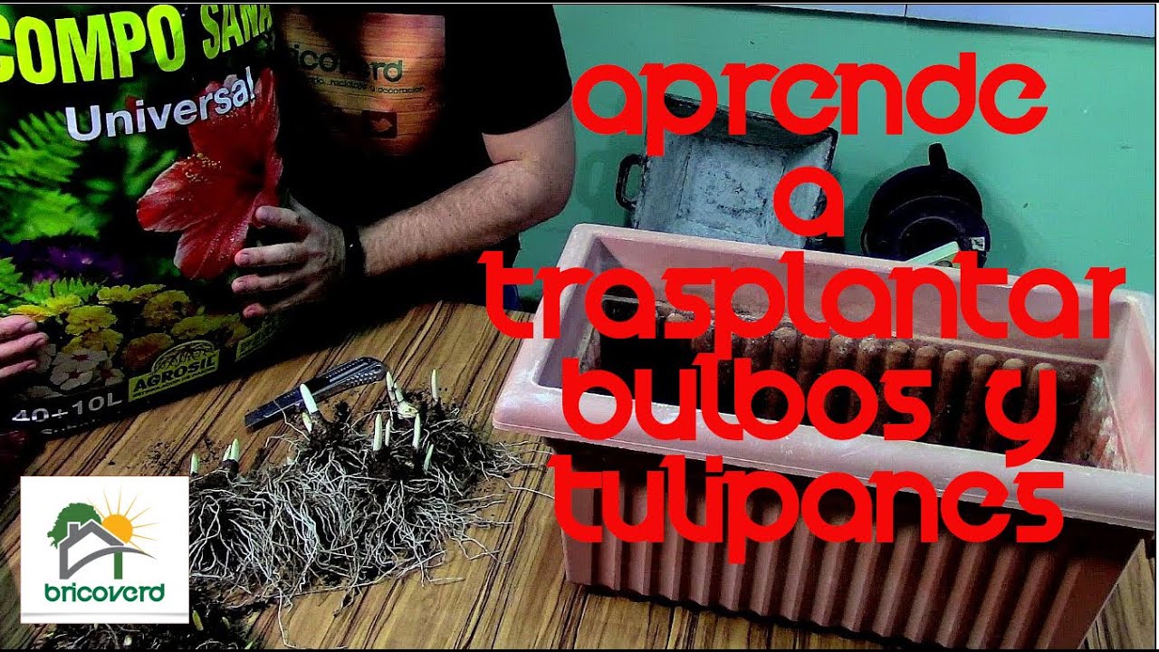 APRENDE A TRASPLANTAR BULBOS Y TULIPANES