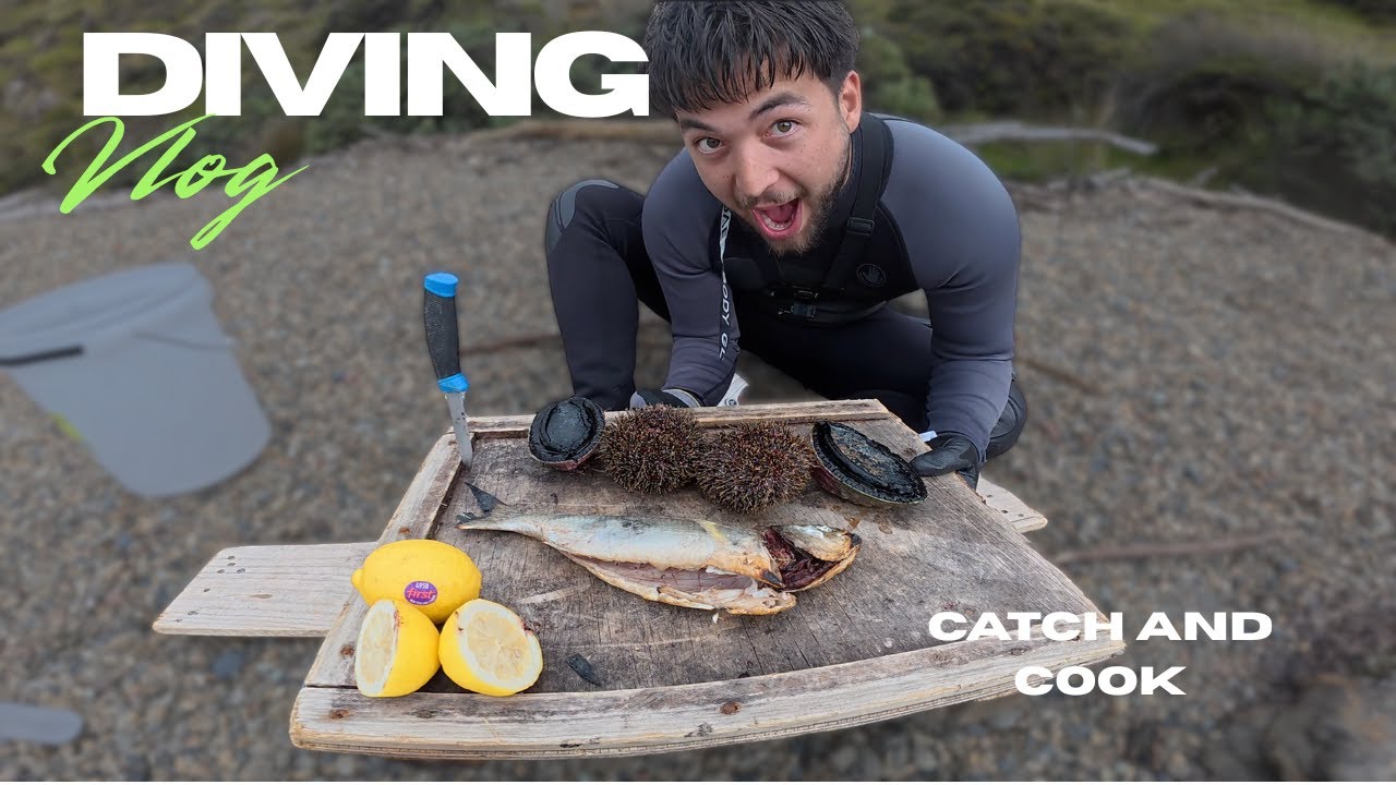 FIRST TIME DIVING || CATCH AND COOK || Seal Encounter, Paua, Kina, and more..
