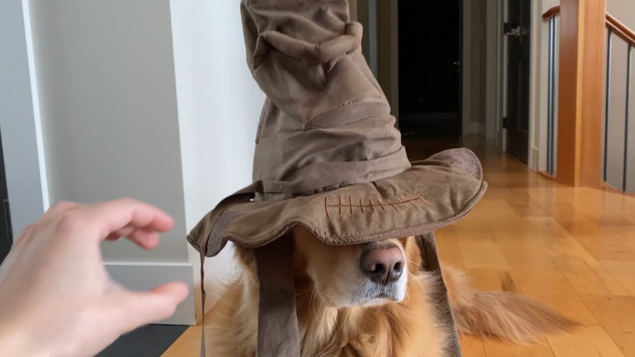The Harry Potter sorting hat did a bad job sorting my dogs