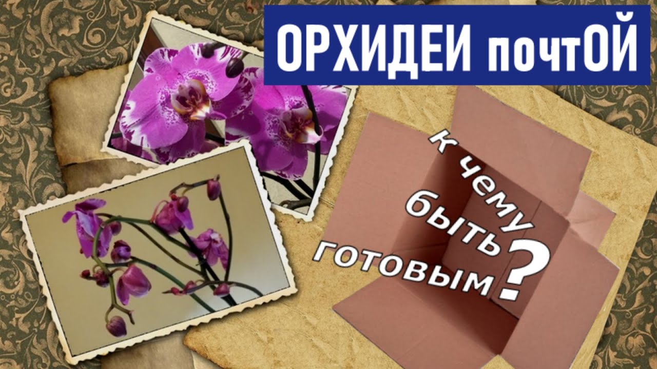 ОРХИДЕИ почтОЙ - к чему быть готовым? Распаковка посылки