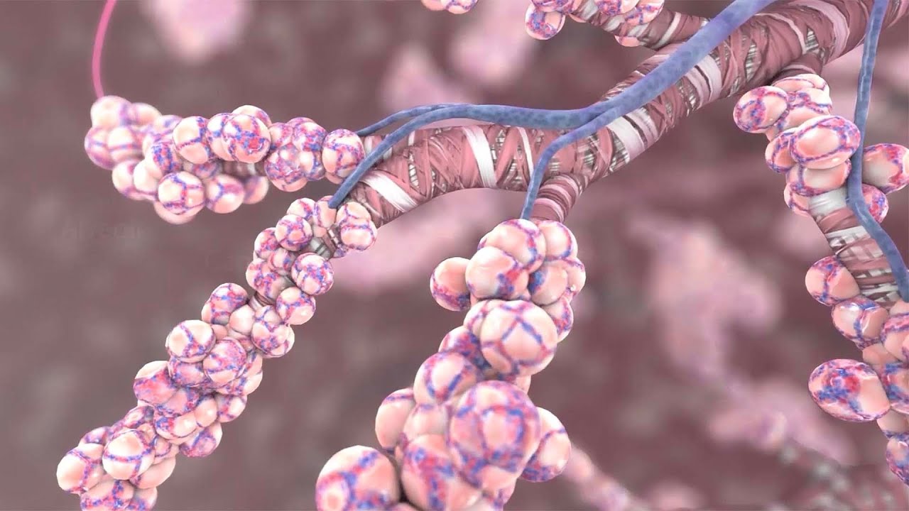 How The Oxygen You Breathe Gets Delivered to the Cells of Your Body
