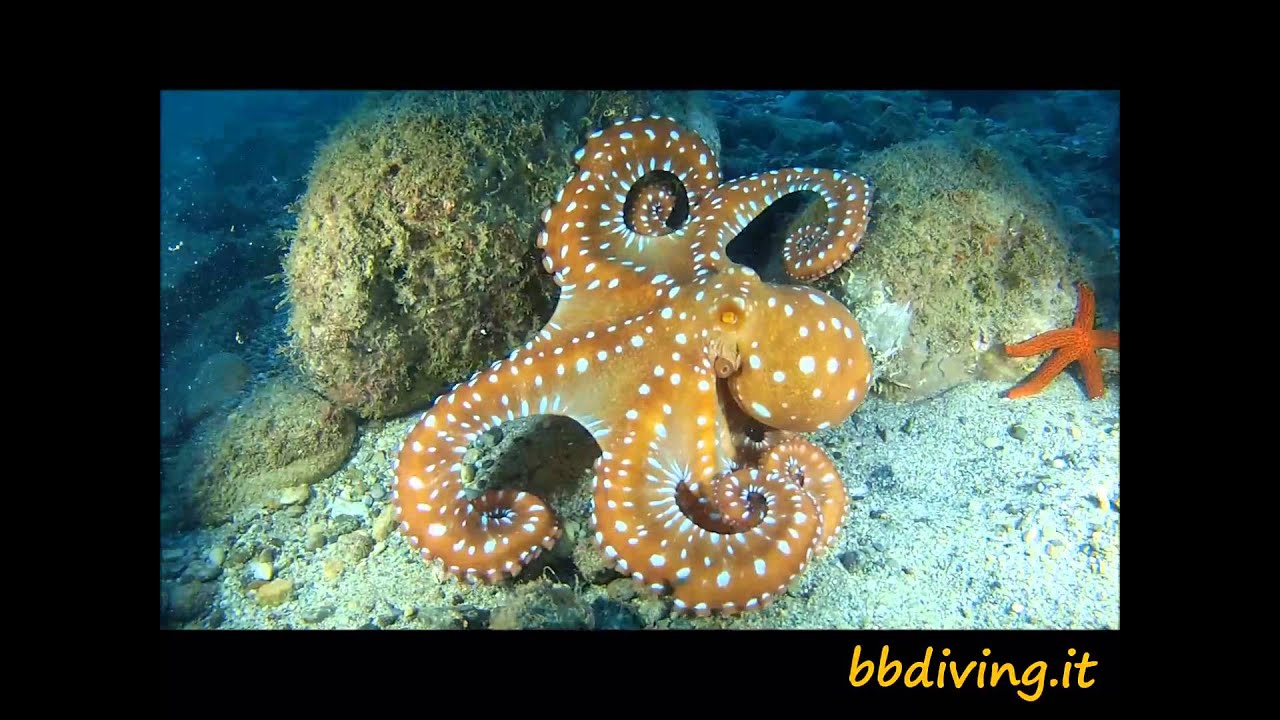 POLPESSA filmata da B&B Diving Center di Camogli